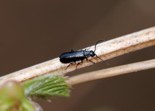 Réf. 301 098 : Dasytes caeruleus